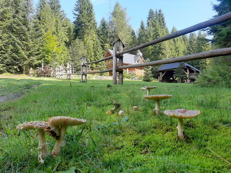 Lesna Bacowka Villa Нови Тарг Екстериор снимка