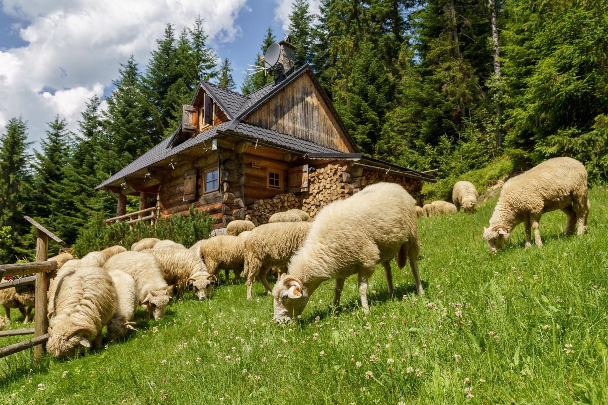 Lesna Bacowka Villa Нови Тарг Екстериор снимка